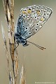 <br><br>Autres noms français du papillon Azuré commun : Argus bleu ou Azuré de la Bugrane
<br>Nom anglais : Common blue
<br>Papillon Azuré commun mâle
<br><br> Azuré commun
 Argus bleu 
Azuré de la Bugrane
Polyommatus icarus 
Common blue
Papillon
mâle
français 