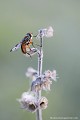 <br><br>Mouche mâle
<br>La jolie Phasie crassipenne est une petite mouche (ici, 8 mm env.), diptère de la famille des Tachinaires ou Mouches des chenilles. Son abdomen est large et aplati.
<br><br> Phasie crassipenne
Ectophasia crassipennis
Mouche
mâle
jolie
petite
diptère
Tachinaires 