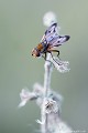 <br><br>Mouche mâle
<br>La jolie Phasie crassipenne est une petite mouche (ici, 8 mm env.), diptère de la famille des Tachinaires ou Mouches des chenilles. Son abdomen est large et aplati.
<br><br> Phasie crassipenne
Ectophasia crassipennis
Mouche
mâle
jolie
petite
diptère
Tachinaires 