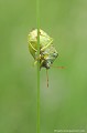 <br><br>Nom anglais : Green Shield Bug 
<br><br> Punaise verte
Palomena prasina
Green Shield Bug 
Punaise 