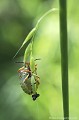 <br><br>Nom anglais : Red-Legged Bug 
<br>Femelle et ponte
<br><br> Punaise à pattes rouges
Carpocoris purpureipennis 
Red-Legged Bug 
Punaise
Femelle
ponte 