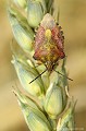 <br><br>Nom anglais : Red-Legged Bug 
<br><br> Punaise à pattes rouges
Carpocoris purpureipennis
Red-Legged Bug 