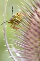 <br><br>Nom anglais : Red-Legged Bug (GB)
<br><br> Punaise à pattes rouges
Carpocoris purpureipennis
Red-Legged Bug
Punaise 