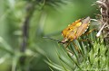 <br><br>Nom anglais : Red-Legged Bug 
<br><br> Punaise à pattes rouges
Carpocoris purpureipennis
Red-Legged Bug
Punaise 