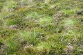<br>Bruyère (F), Erica (L), Heath ou Heather (GB), Heidekräuter ou Heiden ou Erikas (D)
<br>Molinie bleue (F), Molinia caerulea (L), Purple Moor Grass (GB), Blaues Pfeifengras (D)  