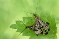 <br><br>Nom anglais : Common Scorpionfly
<br>Accouplement de Mouches-scorpion
<br><br> Mouches-scorpion
Panorpa communis
Common Scorpionfly 
Accouplement
 