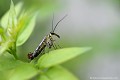 <br><br>Nom anglais : Common Scorpionfly
<br><br>Mâle de la Mouche-scorpion
<br><br>
 Mouche-scorpion
Panorpa communis
Common Scorpionfly 
Mâle
 