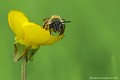 <br><br>Nom anglais : Common carder Bee Bourdon des champs
Bombus pascuorum 
Common carder Bee
 
