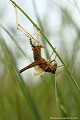 <br><br>Nom anglais : Roesel's bush-cricket
<br>Émergence d'une sauterelle Decticelle bariolée
<br><br> Decticelle bariolée
Metrioptera roeseli
Roesel's bush-cricket
Decticelle
Émergence
sauterelle
 