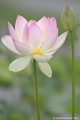 <br><br><br>Le déploiement des pétales du Lotus sacré suggère l'épanouissement de l'âme. Le Lotus sacré serait la seule fleur qui nait dans la boue et grandit dans l'eau pour en ressortir pure et éclatante. L'émergence de la pure beauté du Lotus à partir de ses origines boueuses représente une promesse spirituelle bienveillante.
<br>Dans le symbolisme bouddhique, le Lotus sacré représente la pureté du corps, de la parole et de l'esprit, comme flottant au-dessus des eaux boueuses de l'attachement et du désir.
<br><br>Photo réalisée en France, à la pagode vietnamienne de Noyant d'Allier (Auvergne) Lotus sacré
Nelumbo nucifera
Sacred Lotus
Spiritualité
fleur
eau
boueuses
pure
pureté
Auvergne
Allier
 