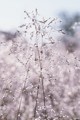 <br><br>Photo réalisée en France, dans l'Allier (Auvergne) rosée
Guirlande
France
Allier
Auvergne
 