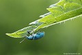 <br><br>Autre nom français du Phyllobie des orties : Charançon de l'ortie 
<br>Phyllobie mâle
<br><br> Phyllobie des orties
Charançon de l'ortie
Phyllobius urticae
mâle
 