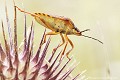 <br><br>Nom anglais : Red-Legged Bug
<br><br> Punaise à pattes rouges
Carpocoris purpureipennis
Red-Legged Bug
Punaise 