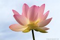 <br><br><br>La fleur de Lotus sacré s'ouvre au lever du soleil et se ferme à son coucher. Les bouddhistes de ce fait associent le lotus avec le soleil. Selon la légende, le Bouddha serait né avec la capacité de marcher et partout où il mettait le pied, des fleurs de lotus s'épanouissaient. Il est souvent représenté assis sur une feuille ou un bouton de lotus géant.
<br>Dans l'iconographie orientale, les divinités sont également représentées assises sur une fleur de lotus géante ou avec une fleur de lotus à la main.
<br>Le déploiement des pétales du lotus suggère l'épanouissement de l'âme.
<br><br>Photo réalisée en France, à la pagode vietnamienne de Noyant d'Allier (Auvergne) Lotus sacré 
Nelumbo nucifera
Sacred Lotus
fleur
bouddhistes
soleil
Bouddha
divinités
Auvergne
Allier 