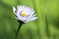 <br><br><br>Photo réalisée en France, dans mon jardin sauvage - Allier (Auvergne) Pâquerette commune
Bellis perennis
jardin
sauvage
France
Auvergne
Allier 