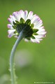 <br><br>Photo réalisée en France, dans mon jardin sauvage - Allier (Auvergne)
<br><br> Pâquerette commune
Bellis perennis
jardin
sauvage
France
Auvergne
Allier 