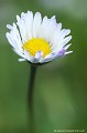 <br><br><br>Photo réalisée en France, dans mon jardin sauvage - Allier (Auvergne)
<br><br> Pâquerette commune
Bellis perennis
jardin
sauvage
France
Auvergne
Allier 