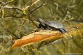 <br><br>Nom anglais : European pond turtle
<br>Pour prendre des bains de soleil, essentiels à sa survie, la Cistude d'Europe recherche des troncs d'arbres flottants, des branches basses le long des berges ou des amas de végétaux où elle se sent sécurisée face aux prédateurs.
<br><br>Photo réalisée en France, dans l'Allier (Auvergne)<br><br> Cistude d'Europe
Emys orbicularis
European pond turtle
tortue
végétation
bain de soleil
troncs d'arbre
France
Allier
Auvergne 