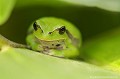<br><br>
Nom anglais : European tree frog
<br>La Rainette verte se différencie de la Rainette méridionale par son chant plus rapide et une bande latérale de couleur grise, beige ou brune qui part de l'œil, borde ses flancs et décrit une virgule au niveau des hanches. Celle-ci est ornée d'un petit liseré blanc juste au dessus. Chez sa proche parente, la bande se limite au contour de l'œil. 
<br>La Rainette est petite et ne dépasse pas 5 cm de long. Sa tête est large, avec un museau arrondi. La pupille de ses yeux est noire, horizontale et l'iris est doré. Sa peau fine, lisse et luisante est d'un beau vert vif, mais peut aussi aller du jaune au brun selon la 
saison, l'hygrométrie, son milieu ambiant et le support où elle se trouve. En l'absence de pigment cutané jaune, elle peut devenir entièrement bleue. Son ventre est gris-blanc et légèrement granuleux. Le sac vocal du mâle est particulièrement développé formant au repos un double menton ridé. Lorsqu'il est gonflé, il atteint un volume supérieur à celui de sa tête. Les doigts des pattes de la Rainette possèdent à chaque extrémité des pelotes adhésives de couleur claire lui permettant une bonne accroche sur toutes les surfaces, même lisses. <br><br>Photo réalisée en France, dans l'Allier (Auvergne)
<br><br>
 Rainette
verte
Hyla arborea 
European tree frog
Allier
Auvergne
reine
petite 