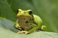 <br><br>
Nom anglais : European tree frog
<br>La Rainette verte est présente dans plusieurs pays d'Europe, en Afrique du nord, en Australie, au Japon et dans les archipels de Madère et des Canaries. En France, on ne la trouve que dans la moitié nord du pays et le long de la côte Atlantique. La Rainette est le seul amphibien à avoir un mode de vie arboricole d'où son nom latin Hyla arborea (genre Hylidé). Bien que scientifiquement elle ne soit pas une grenouille (genre ranidé), elle est communément classée parmi celles-ci.
On rencontre la Rainette verte en dessous de 1000m d'altitude dans les milieux boisés et marécageux, près des milieux humides type mares, étangs, prairies inondées, ... où la végétation abonde, parsemés de buissons (Saules, Ronciers...) ou de zones de hautes herbes. Elle recherche des sites ensoleillés et affectionne les prairies ouvertes.
<br><br>Photo réalisée en France, dans l'Allier (Auvergne)
<br><br>
 Rainette verte
Hyla arborea 
European tree frog
Allier
Auvergne
amphibien
arboricole
vase
petite
grenouille
milieux humides 