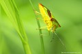 <br><br>Nom anglais : Hawthorn shield bug
<br><br> Punaise ensanglantée
Acanthosoma haemorrhoidale 
Hawthorn shield bug
Punaise 