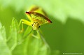 <br><br>Nom anglais : Hawthorn shield bug
<br><br> Punaise ensanglantée
Acanthosoma haemorrhoidale 
Hawthorn shield bug
Punaise 