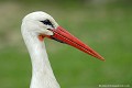 <br><br>Nom anglais : White Stork 
<br>Portrait
<br><br>Depuis 2008, la Cigogne blanche est inscrite (<font color="#33FF33">LC</font color="#33FF33">) sur la<a target="_blank" href="http://inpn.mnhn.fr/espece/listerouge/FR/Oiseaux_nicheurs_metropole"><font color="red"> Liste rouge</font> des oiseaux nicheurs de France métropolitaine</a target="_blank" href="http://inpn.mnhn.fr/espece/listerouge/FR/Oiseaux_nicheurs_metropole"> et 
 sur la<a target="_blank" href="http://inpn.mnhn.fr/espece/listerouge/W"> <font color="red">Liste rouge</font> mondiale de l'UICN </a target="_blank" href="http://inpn.mnhn.fr/espece/listerouge/W">(Union Internationale pour la Conservation de la Nature) revue en 2011.
<br><br>La Cigogne blanche est protégée de portée :
<br><li><b>Communautaire</b> : <a target="_blank" href="http://eur-lex.europa.eu/LexUriServ/LexUriServ.do?uri=OJ:L:1979:103:0001:005:FR:HTML"><u>Directive Oiseaux : Annexe I</u></a target="_blank" href="http://eur-lex.europa.eu/LexUriServ/LexUriServ.do?uri=OJ:L:1979:103:0001:005:FR:HTML">
<br><li><b>Internationale</b> :<a target="_blank" href="http://conventions.coe.int/Treaty/fr/Treaties/Html/104.htm"> <u>Convention de Berne : Annexe II</u></a target="_blank" href="http://conventions.coe.int/Treaty/fr/Treaties/Html/104.htm">, <u> <a target="_blank" href="http://www.cms.int/documents/convtxt/cms_convtxt_french.pdf">Convention de Bonn : Annexe II </u></a target="_blank" href="http://www.cms.int/documents/convtxt/cms_convtxt_french.pdf"> et<a target="_blank" href="http://www.unep-aewa.org/documents/index.htm"> <u>Accord AEWA [1999]</u></a target="_blank" href="http://www.unep-aewa.org/documents/index.htm">
<br><li><b>Internationale</b> : <a target="_blank" href="http://legifrance.gouv.fr/affichTexte.do?cidTexte=JORFTEXT000021384277"><u>Oiseaux protégés - Article 3</u></a target="_blank" href="http://legifrance.gouv.fr/affichTexte.do?cidTexte=JORFTEXT000021384277">
<br><br>Photo réalisée en France, dans l'Allier (Auvergne)
<br><br> Cigogne blanche
Ciconia ciconia
White Stork 
Portrait
protégée
oiseaux
nicheurs
Liste rouge
France
UICN 